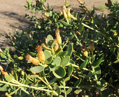  p>矮脚苦蒿,中药名.为桔梗目,菊科,假蓬属植物.