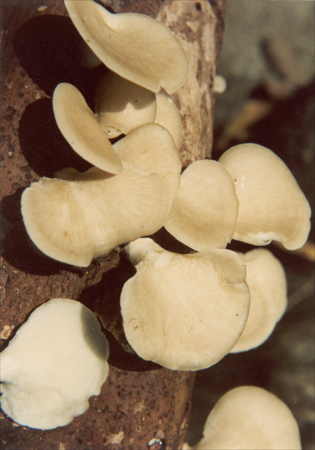 polyporus grammocephalus berk.