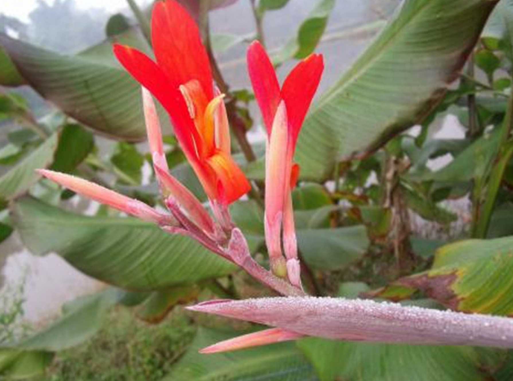  p data-id="tzavii3ef47c">蕉芋(canna indica edulis)是美人蕉科