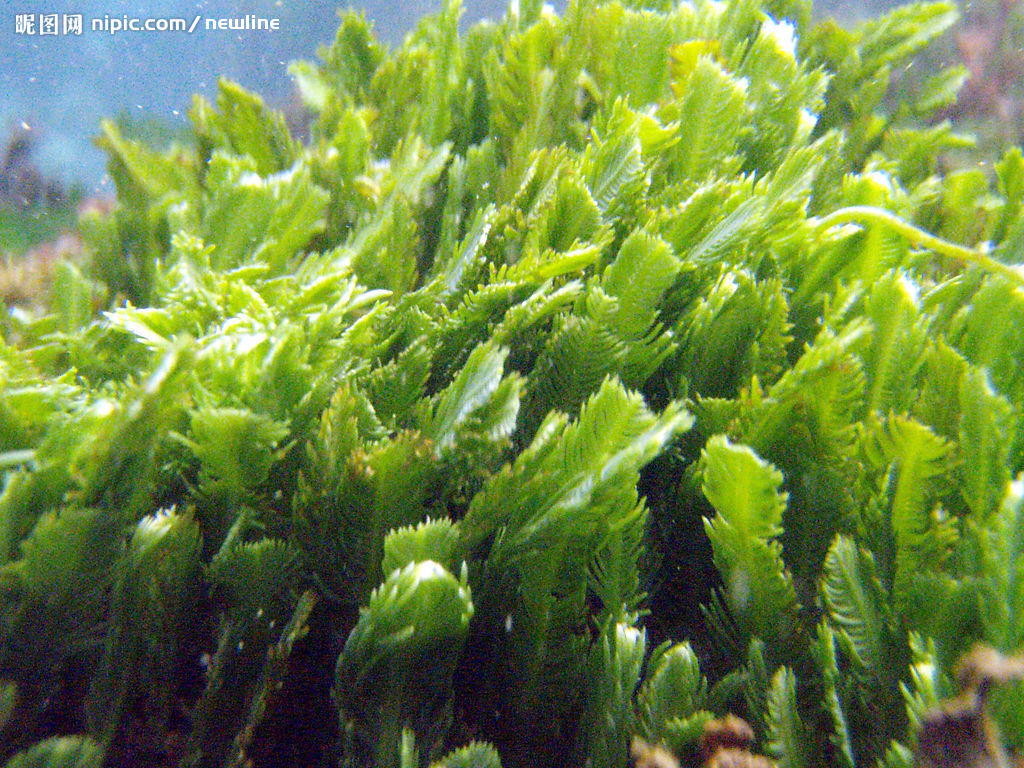  p> a target="_blank" href="/item/双星藻科/6710395" data-lemmaid