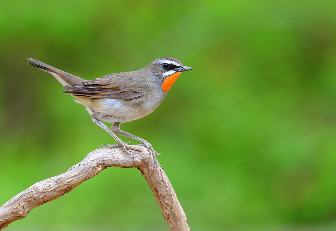  p>亦称 a target="_blank" href="/item/夜莺/4671" data-lemmaid="