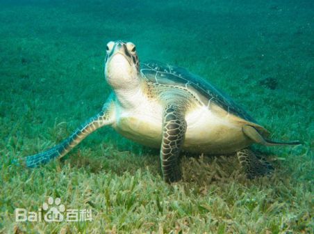 绿海龟_百度百科