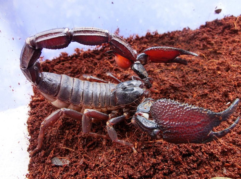 印度红爪雨林蝎