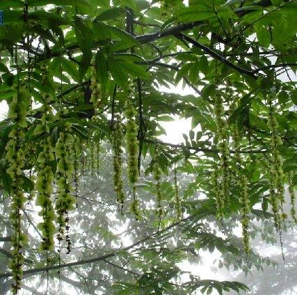 华西枫杨_百度百科