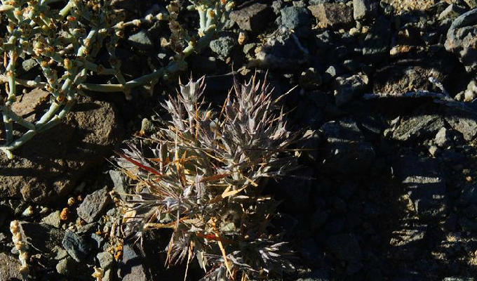 角果藜属, a target="_blank" href="/item/藜科/2696956" data