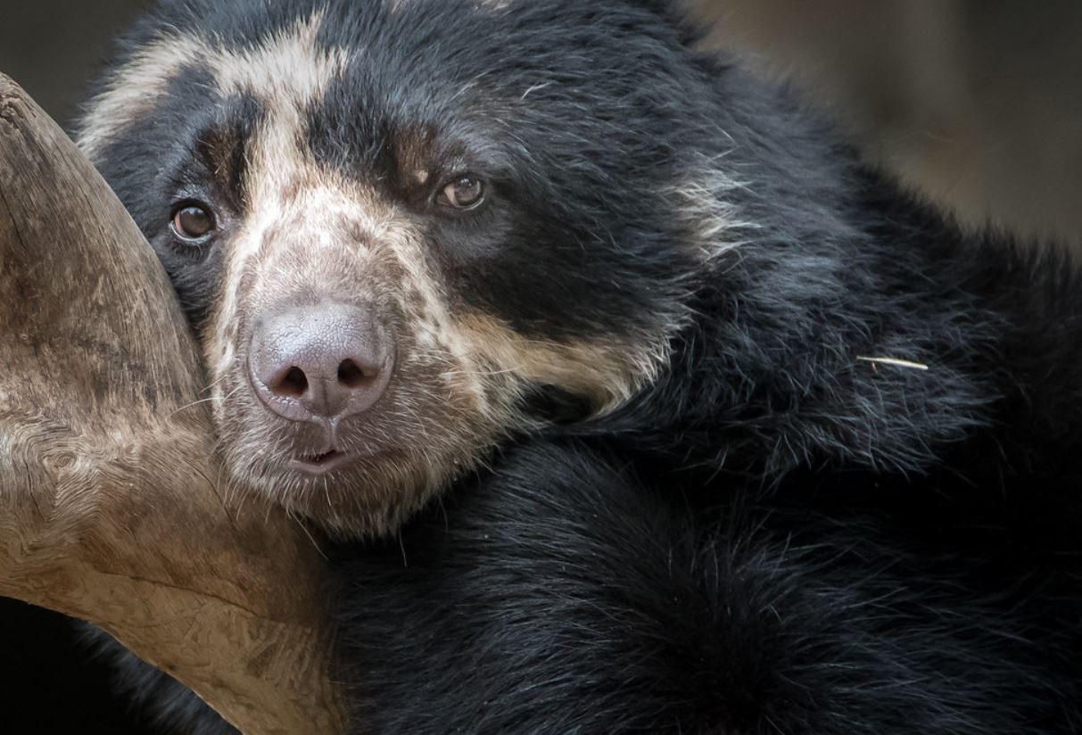  p>眼镜熊(学名: i>tremarctos ornatus /i>):是食肉目,熊科,眼镜熊属