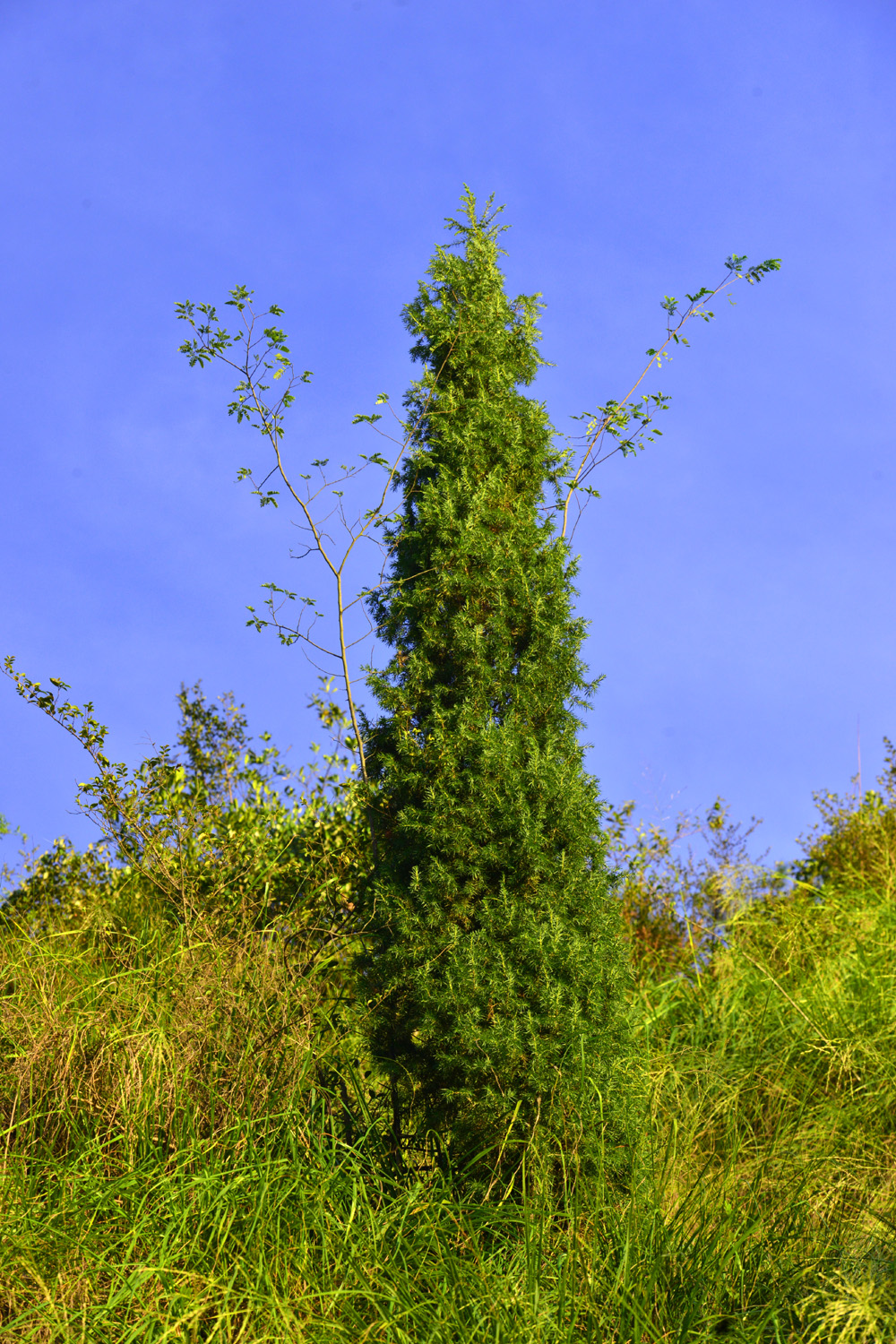椤为云和本地山地普遍生长的一种树木(非南方桫椤),树型挺拔,像稻草垛
