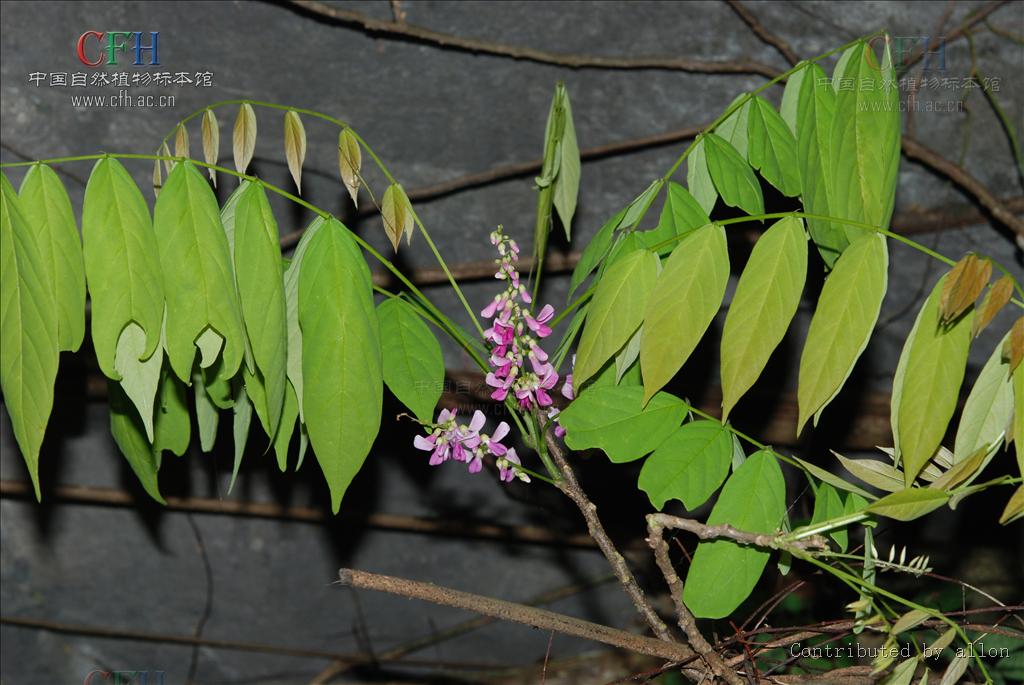  p>厚果崖豆藤(学名: i>millettia&nbsp;pachycarpa /i>&nbsp