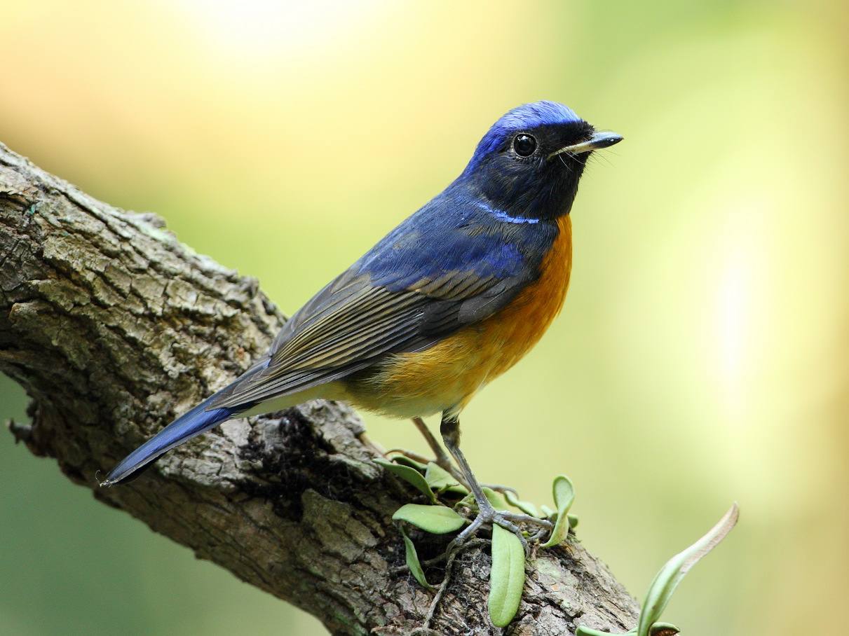  p>热带王霸鹟,拉丁学名tyrannus melancholicus(命名时间vieillot