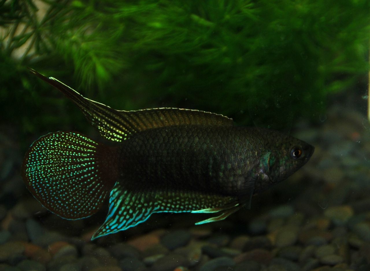  p>圆尾斗鱼(学名:macropodus ocellatus)为 a target="_blank" href=