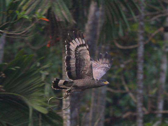 id="tirihewi6toh">蛇雕是鹰形目鹰科蛇雕属鸟类,又称蛇鹰,白腹蛇耨