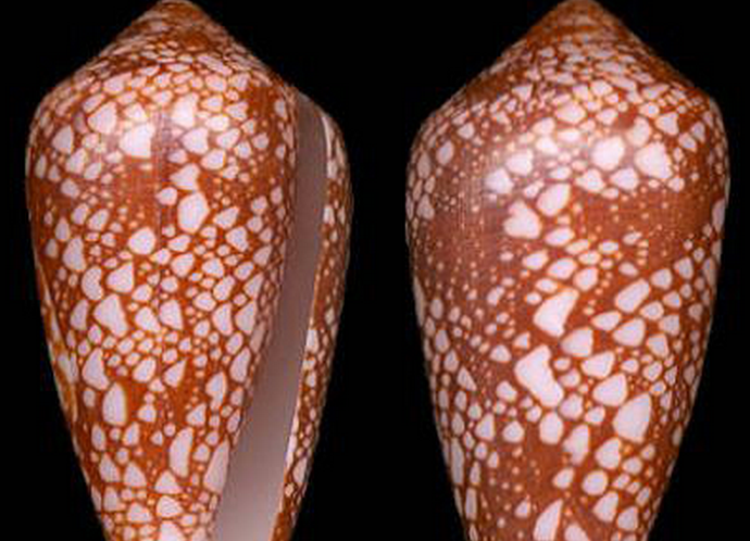  p>刻纹芋螺是芋螺科,芋螺属的一种贝类动物. /p>