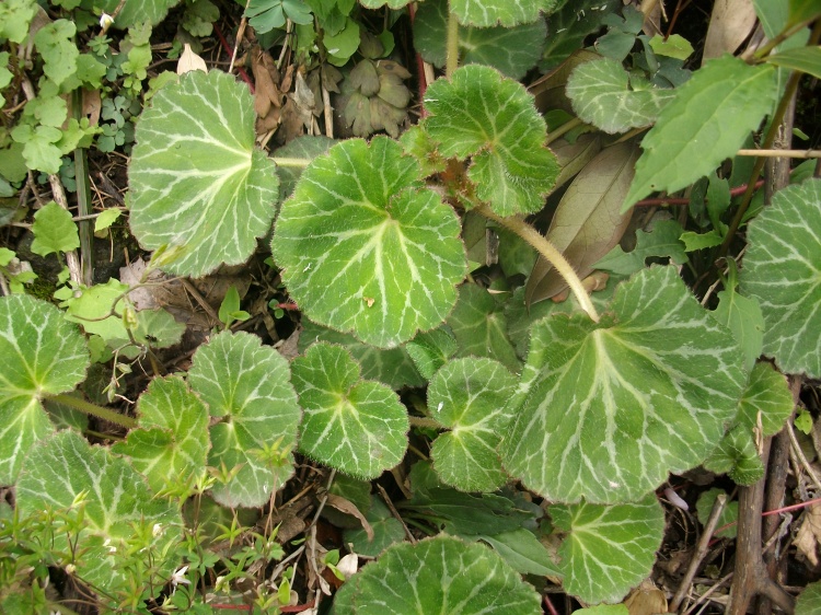  p>大花虎耳草,saxifraga stenophylla royle,为 a href="#" data