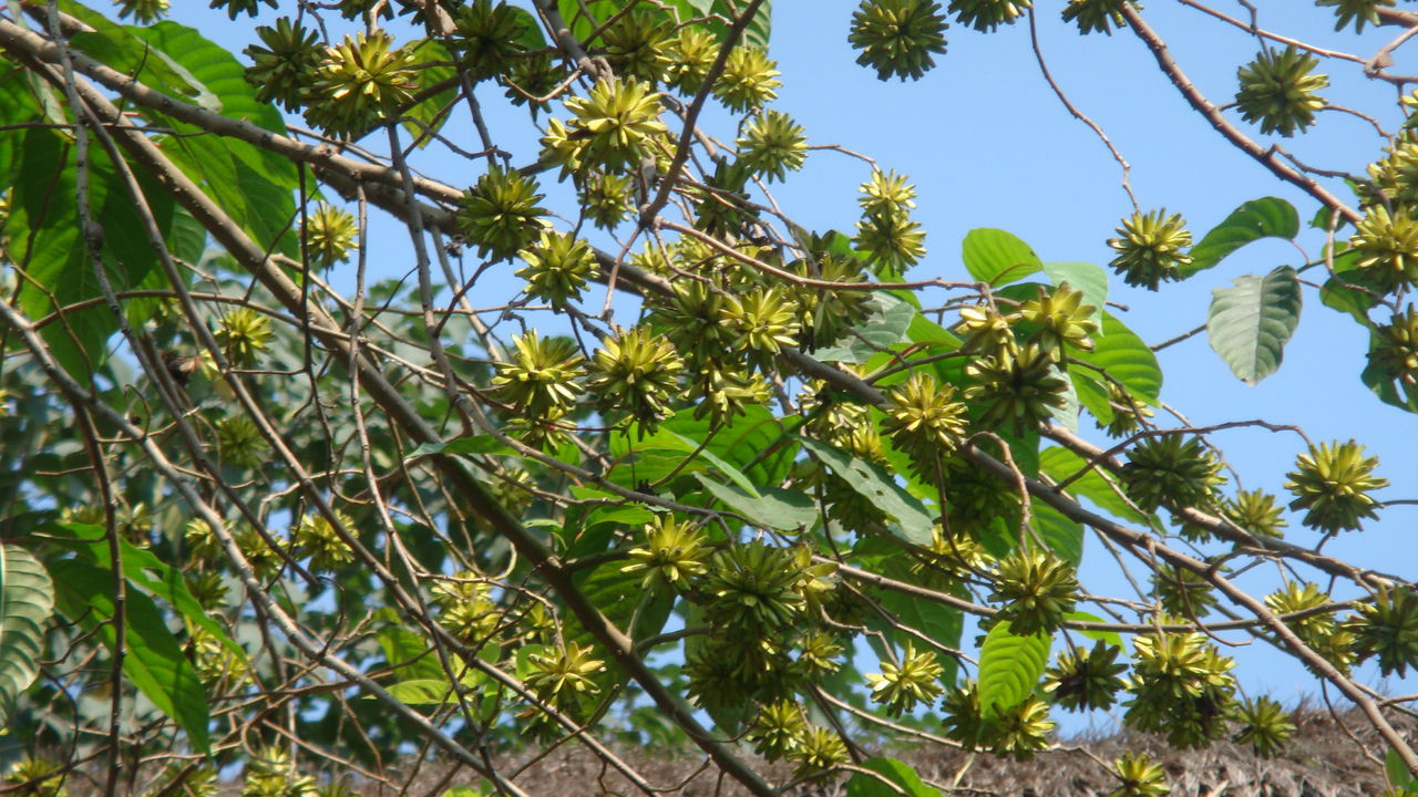  p>喜树属,只有喜树 i>c. acuminata decne.