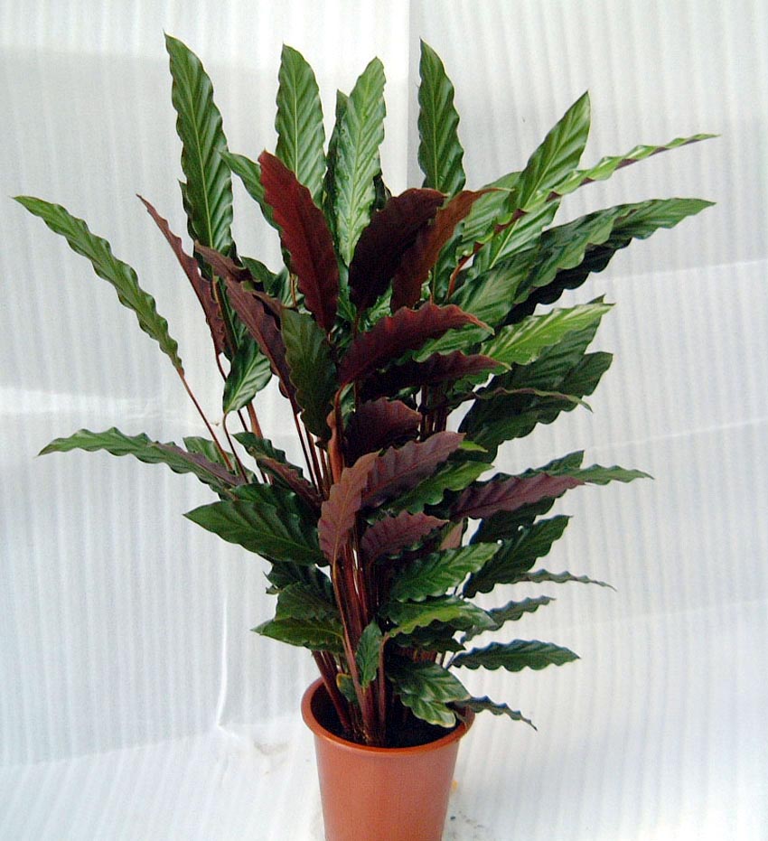  p>双线竹芋(学名: a> i>calathea sanderiana  /i>(sander) gentil 