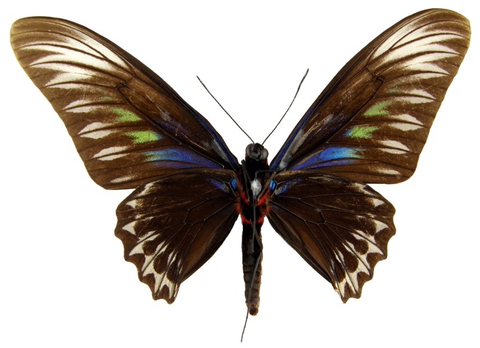  p>鸟翼凤蝶属(学名:ornithoptera)分类上属于鳞翅目凤蝶科,共16种