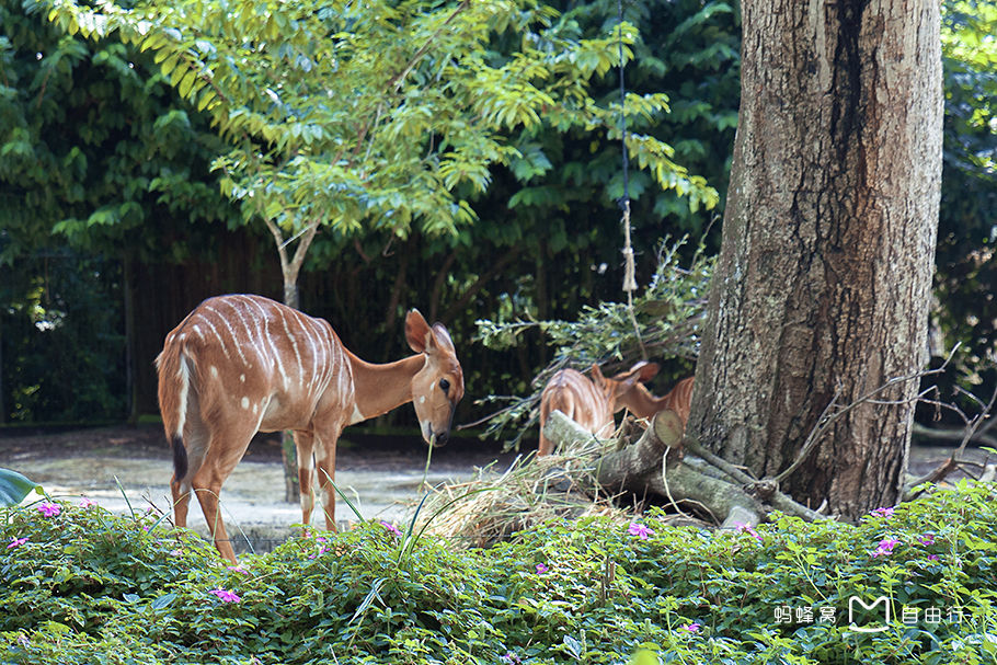  p>新加坡动物园(singapore zoo)位于 a target="_blank" href="/item