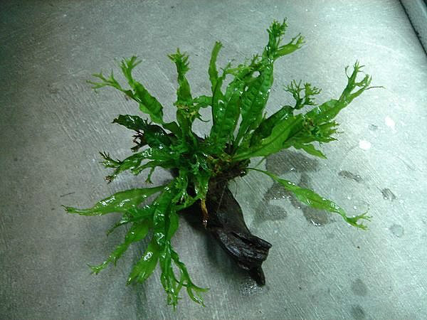  p>鹿角铁皇冠是一种水陆 a href="#" data-lemmaid="143811">两栖 /a