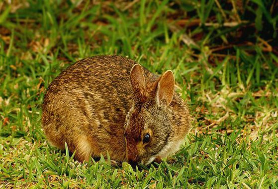  p>水兔是兔科,兔属,哺乳纲的一种 a href="#" data-lemmaid="216062"