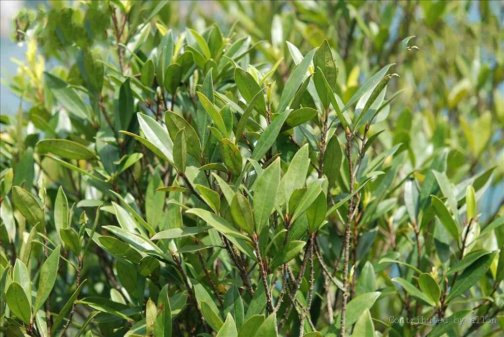  p>广西密花树(学名:rapanea kwangsiensis walker),紫金牛科密花树属