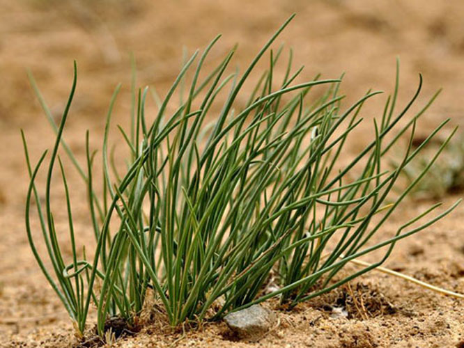  p>蒙古韭(学名: i>allium mongolicum /i> regel)是百合科葱属植物.