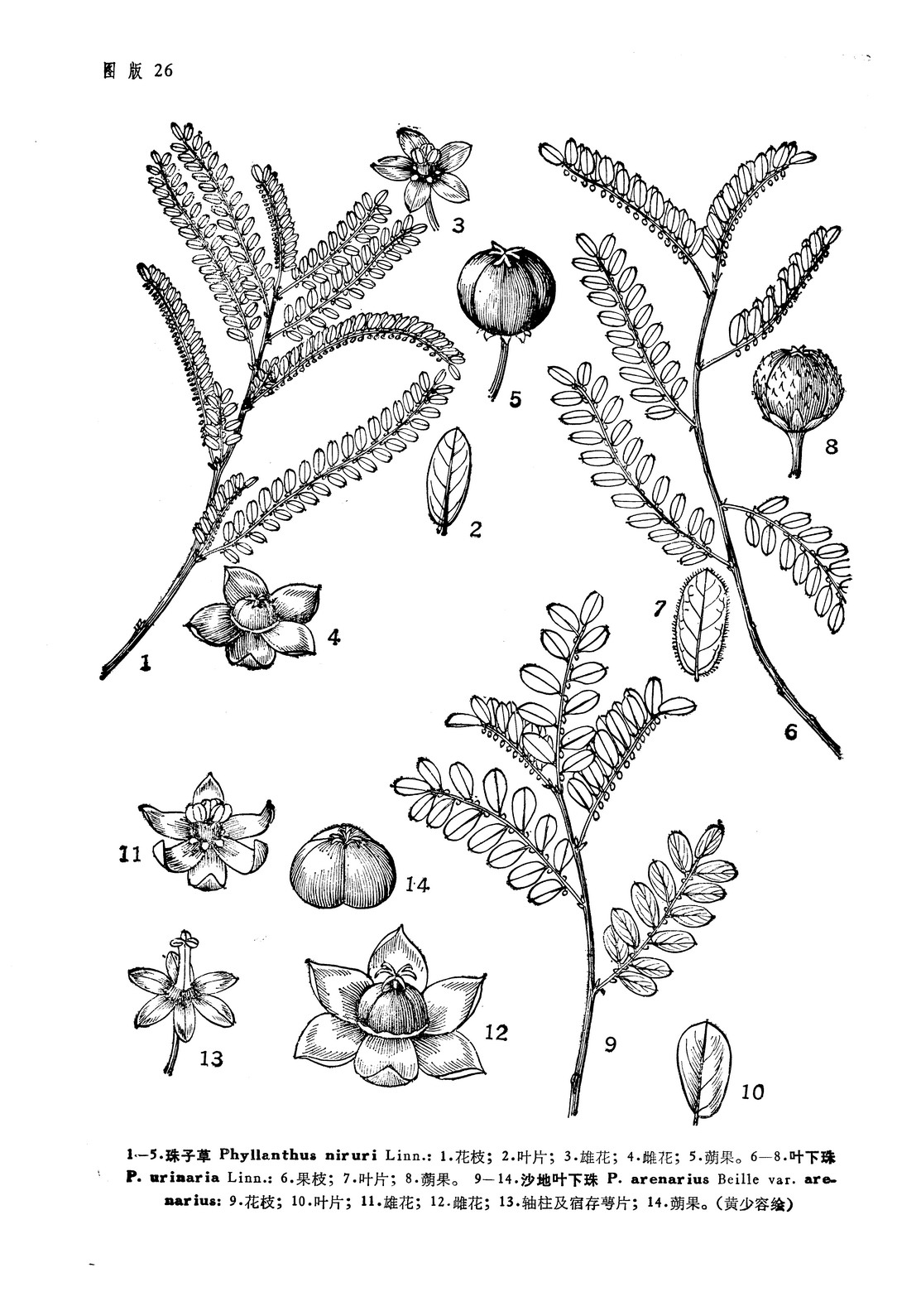 phyllanthus niruri l.