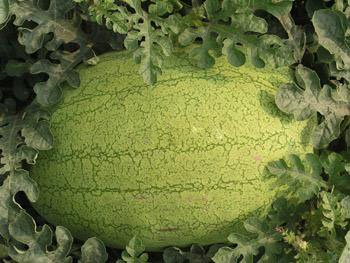  p>西瓜(学名: i>citrullus lanatus  /i>(thunb.) matsum.