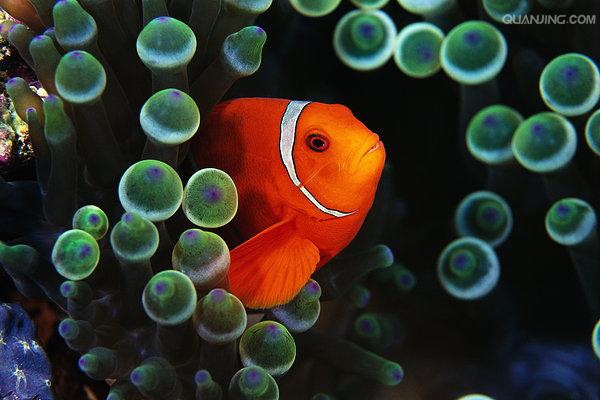 透红小丑鱼