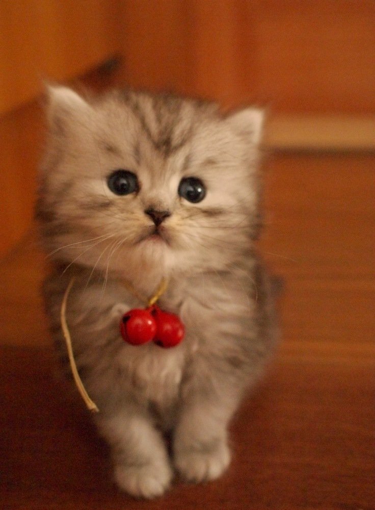  /b>, a target="_blank" href="/item/英文">英文 /a>名为chinchilla