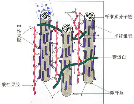  p>半纤维素(hemicellulose):是由几种不同类型的 a href="#" data