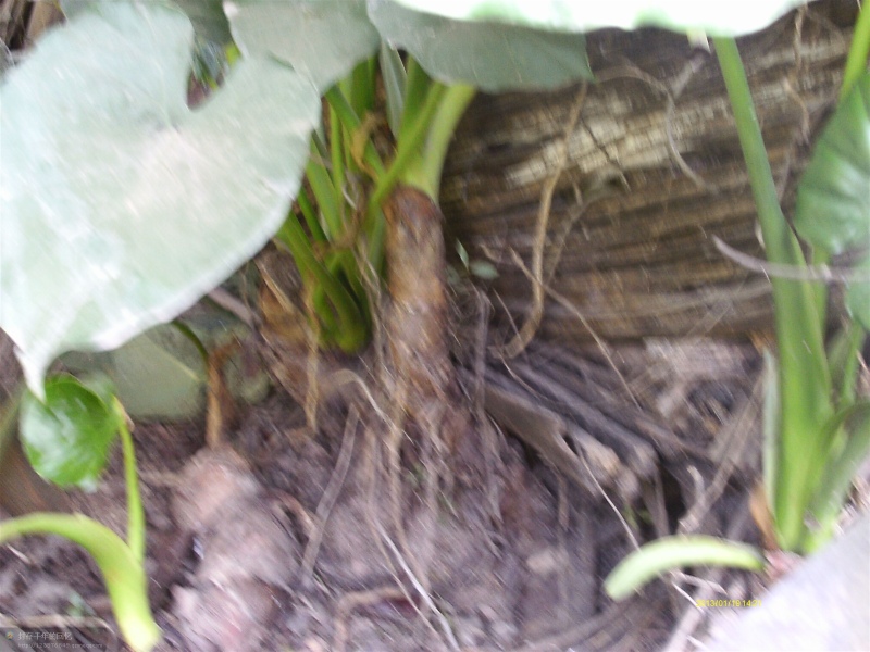 koch),是天南星科海芋属的大型常绿草本植物;具匍匐根茎,有直立