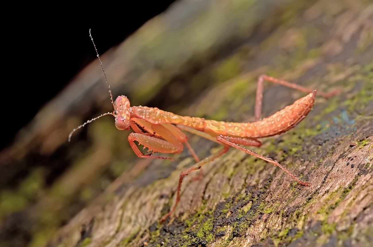  p>学名螳螂,亦称 a href="#" data-lemmaid="5807591">刀螂 /a>, a