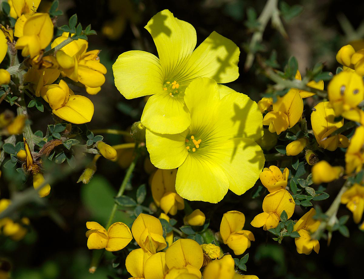  p> a target="_blank" href="/item/黄花酢浆草/9964456" data-lemma