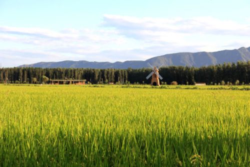 稻香小镇稻田