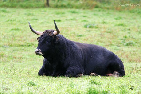 是欧洲最大的原生 a href="#" data-lemmaid="10312279">食草动物 /a>