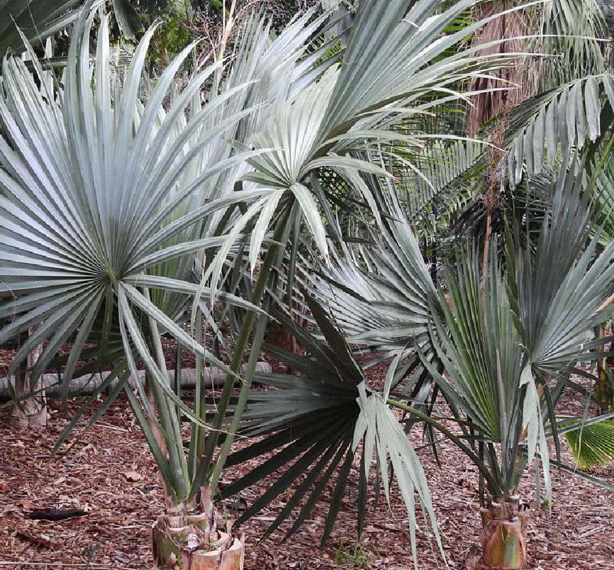  p>矮菜棕(学名: i>sabal minor /i> (jacq.) pers.