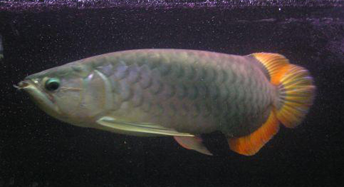  p>美丽硬仆骨舌鱼(学名: i>scleropages formosus /i>):又名 a