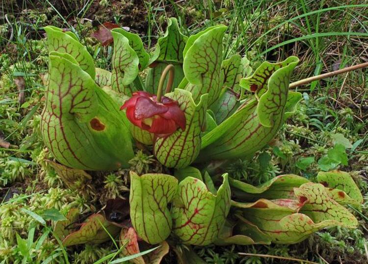  p>山地紫瓶子草(学名:sarracenia purpurea subsp. venosa var.