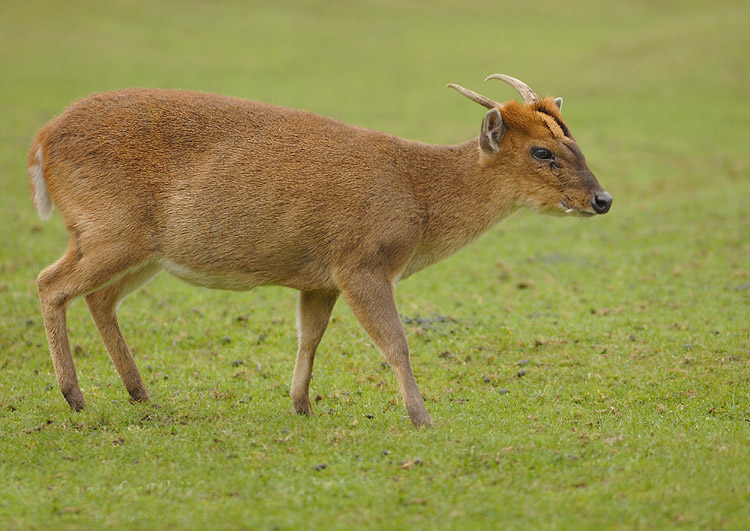 bornean red muntjac