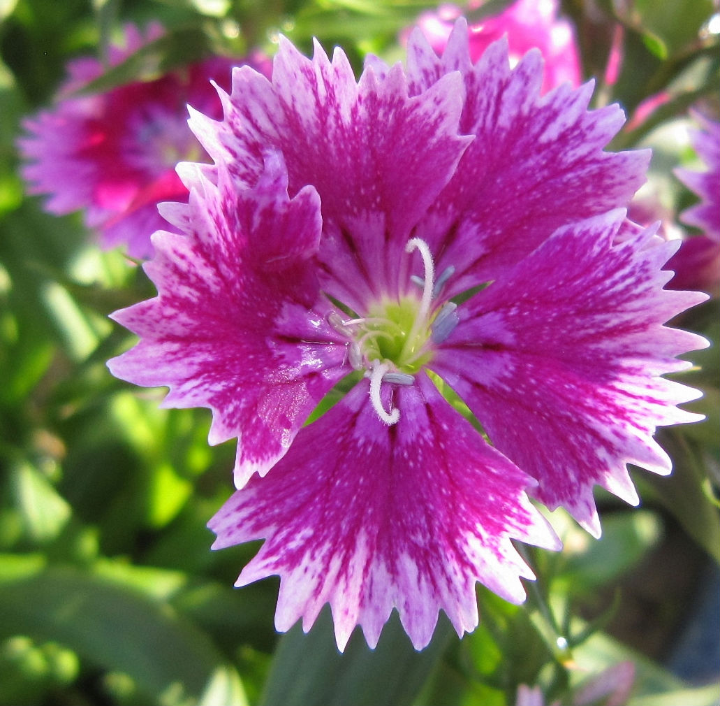 dianthus chinensis