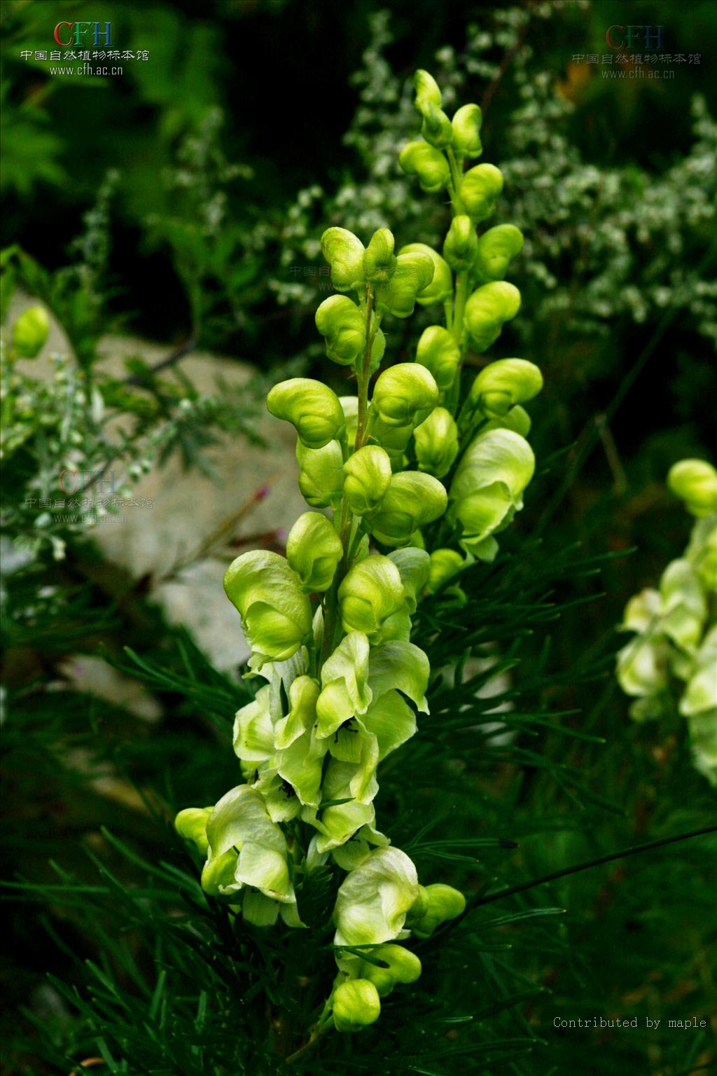 铁棒锤(学名:aconitum pendulum busch)是毛茛科,乌头属