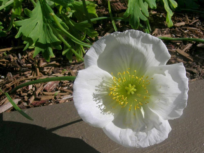  p>野罂粟(学名: i>papaver nudicaule /i>  l.