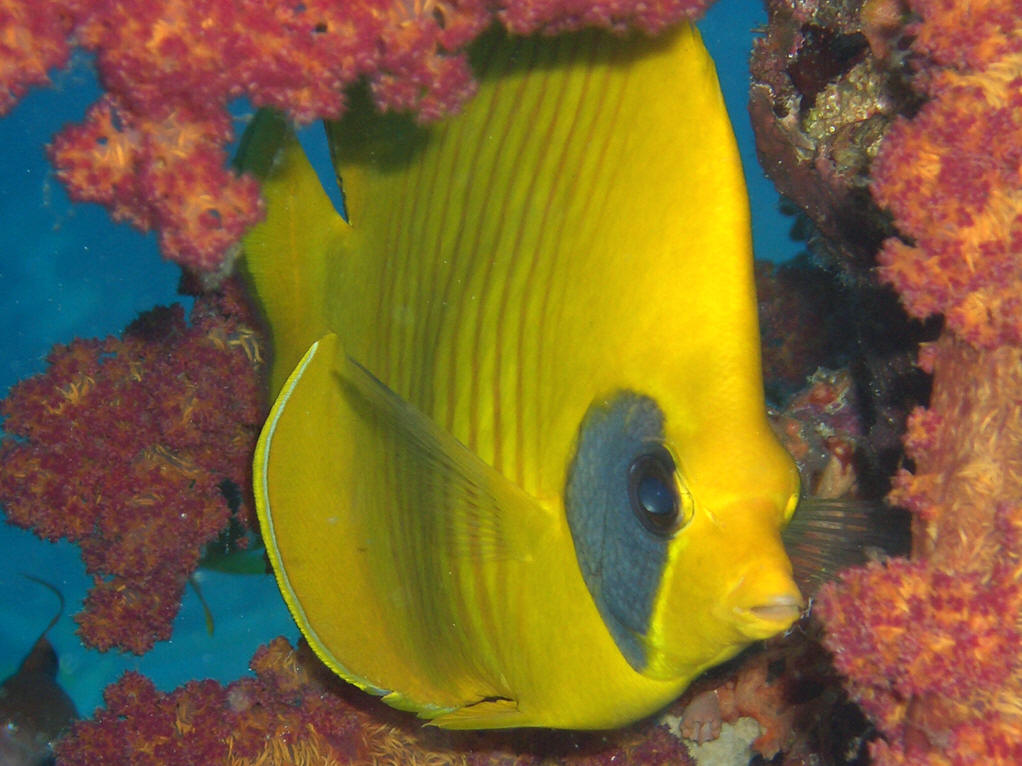  p>单斑蝴蝶鱼(学名:chaetodon unimaculatus).为蝴蝶鱼科蝴蝶鱼属.