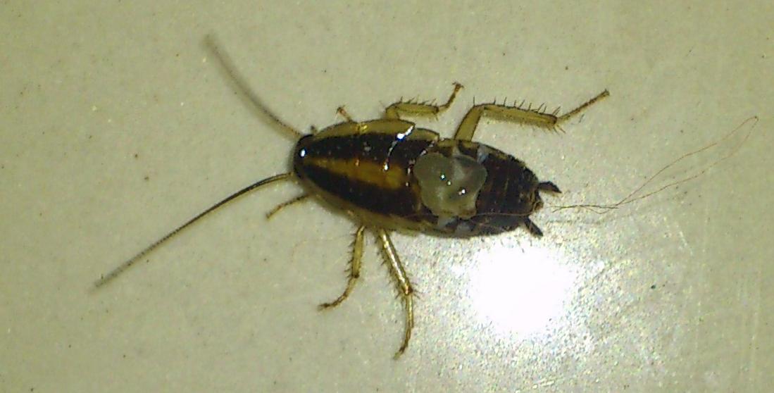  p>德国小蠊( i>blattella germanica /i>),是分布最广泛,也是最难