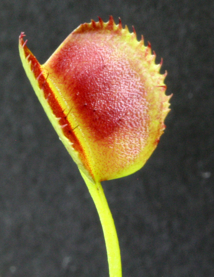 旋律鲨鱼捕蝇草