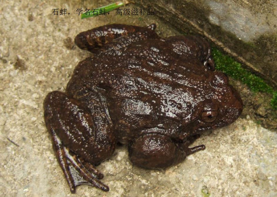  p>石蚌为蛙类之一种,生长在深山等沟的溪流石缝之中,体大如 a href="