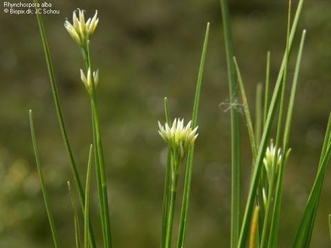  p>细叶刺子莞(学名:rhynchospora faberi):为 a href="#" data-lemma