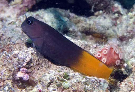  p>双色异齿鳚(学名:ecsenius bicolor),又称双色鳚,为辐鳍鱼纲鲈形目