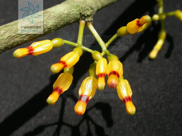 href="#">桑寄生科 /a>, a href="#" data-lemmaid="3428894">鞘花属 