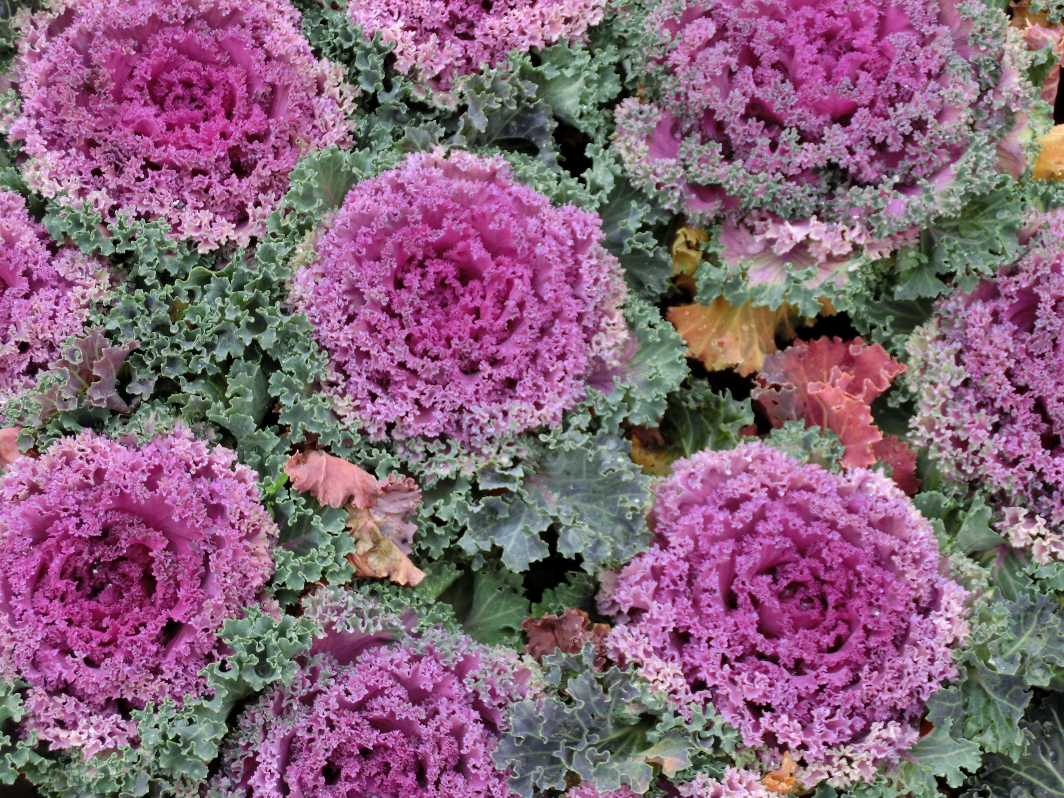  p>羽衣甘蓝(学名: i>brassica /i>  i>oleracea /i> var.